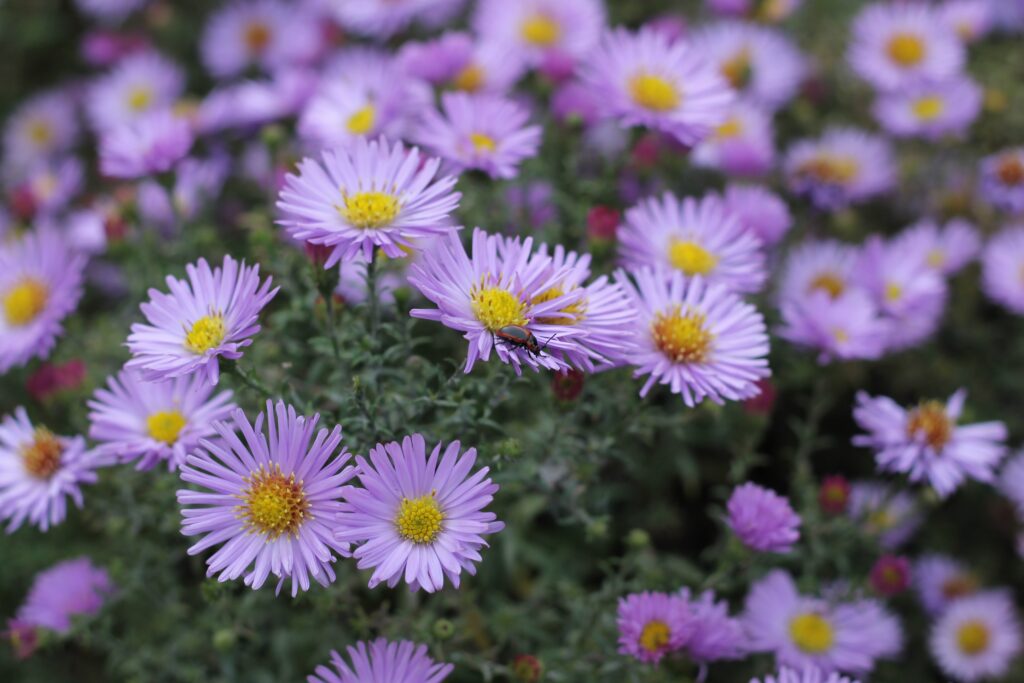 What Do Asters Symbolize