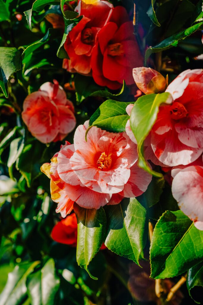 What Do Camellias Symbolize