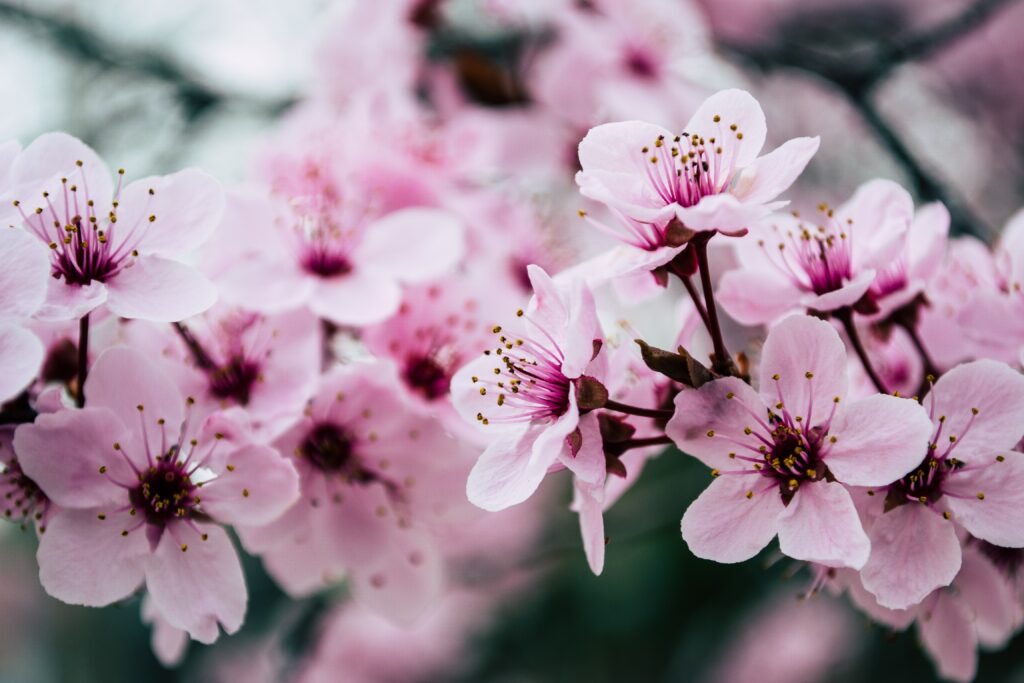 What Do Cherry Blossoms Symbolize