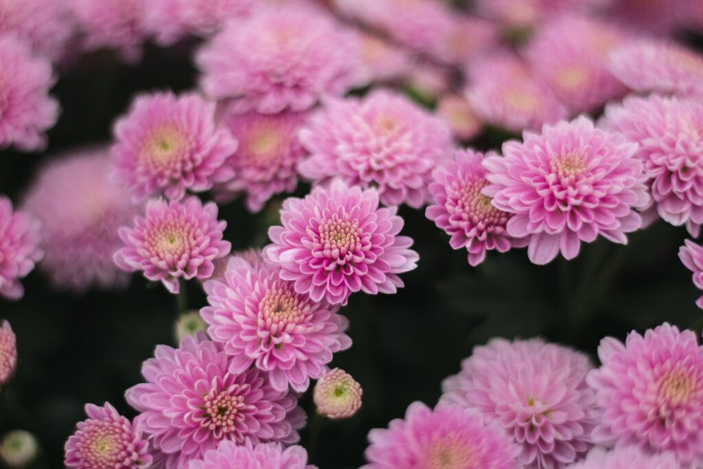 What Do Chrysanthemums Symbolize