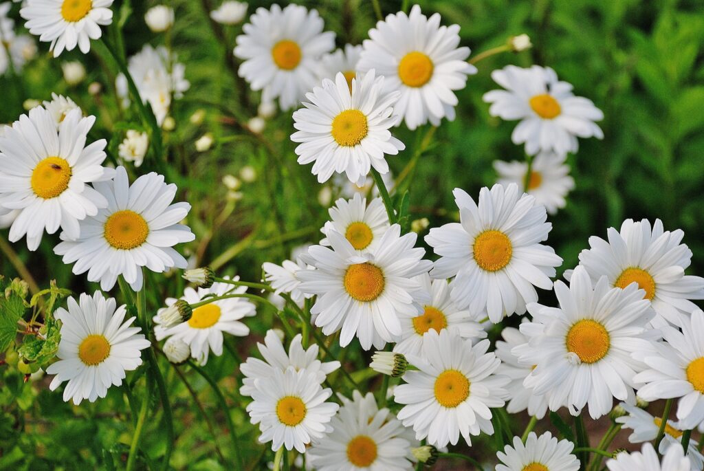 What Do Daisies Symbolize