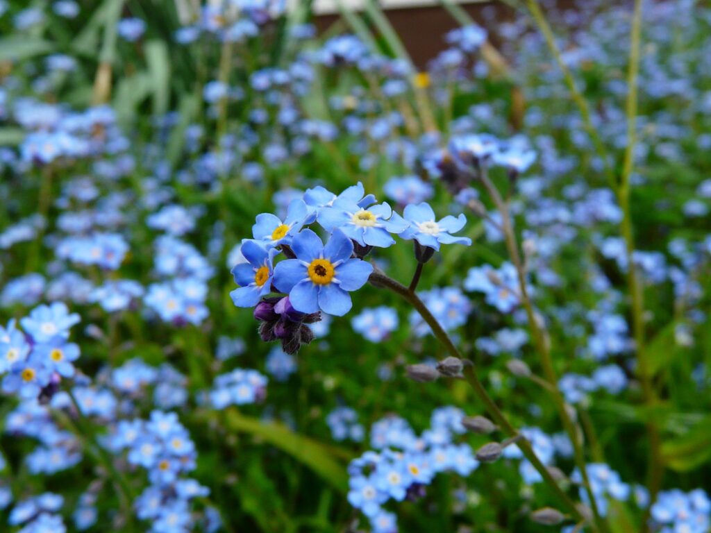 What Do Forget-Me-Nots Symbolize