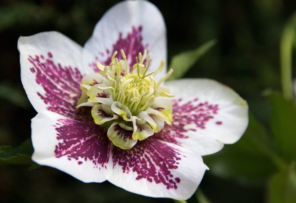 What Do Hellebores Symbolize