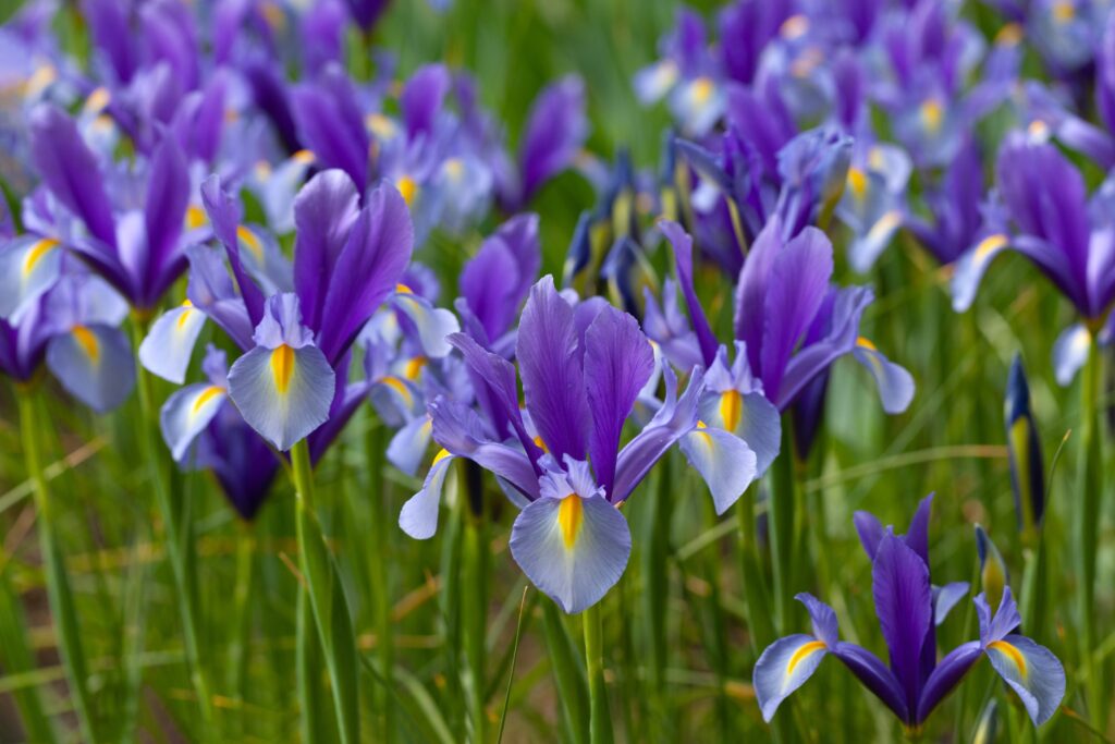 What Do Irises Symbolize