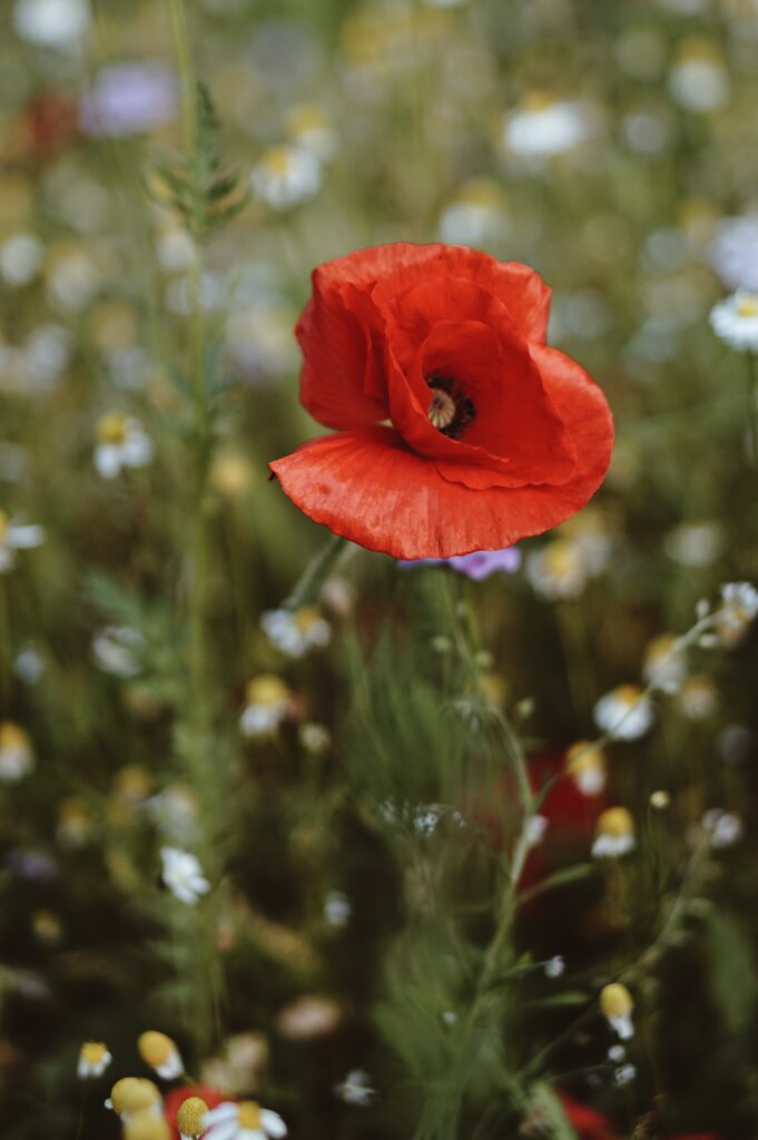 What Do Poppies Symbolize