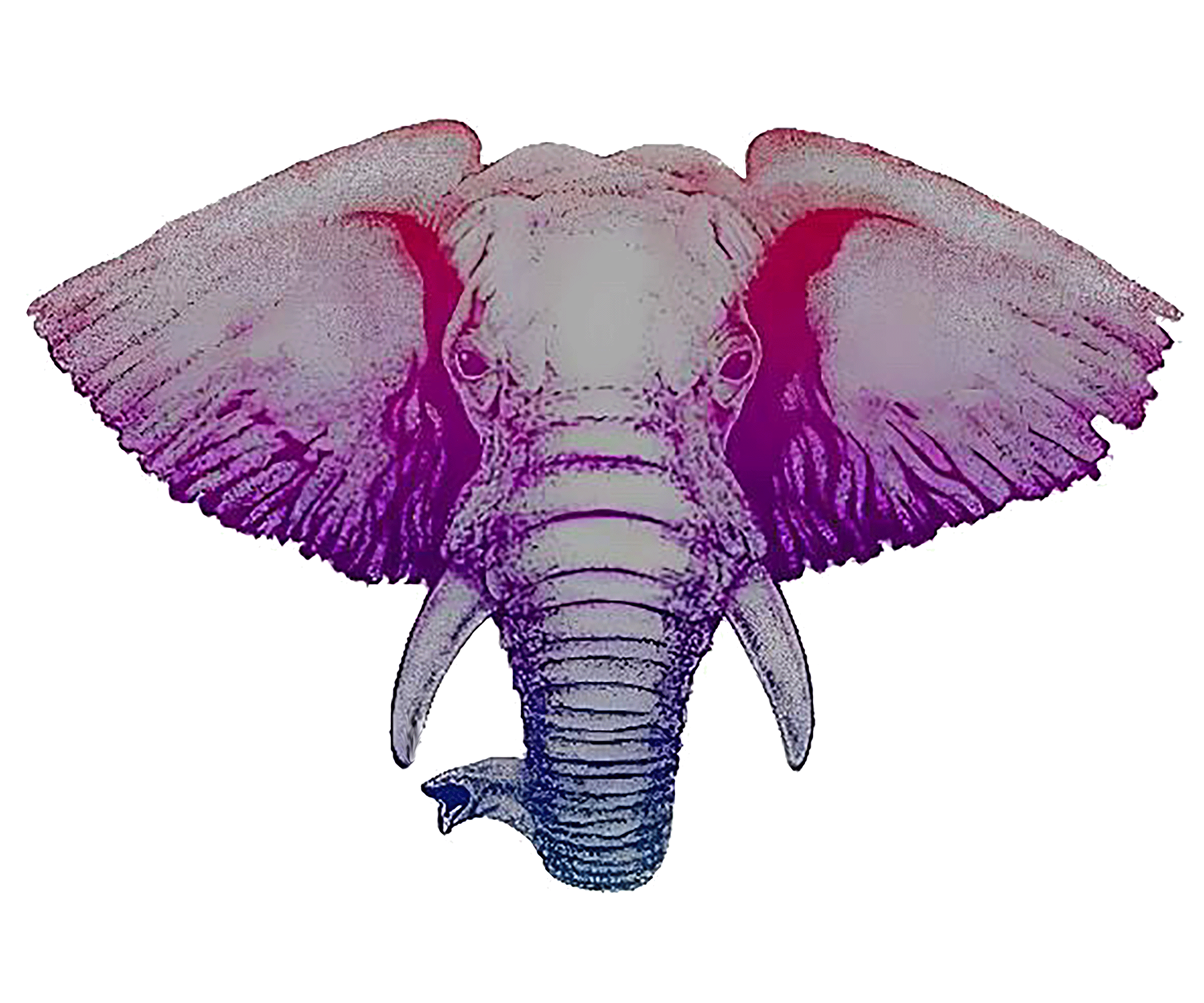 Exoticelephant.com