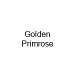 Golden Primrose
